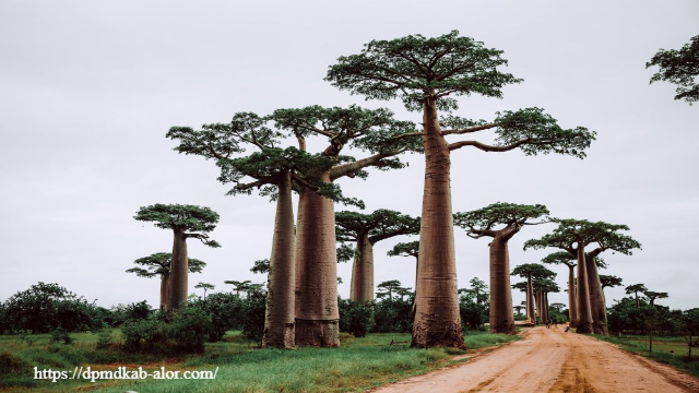 Wisata Madagaskar : Surga Tersembunyi di Samudra Hindia